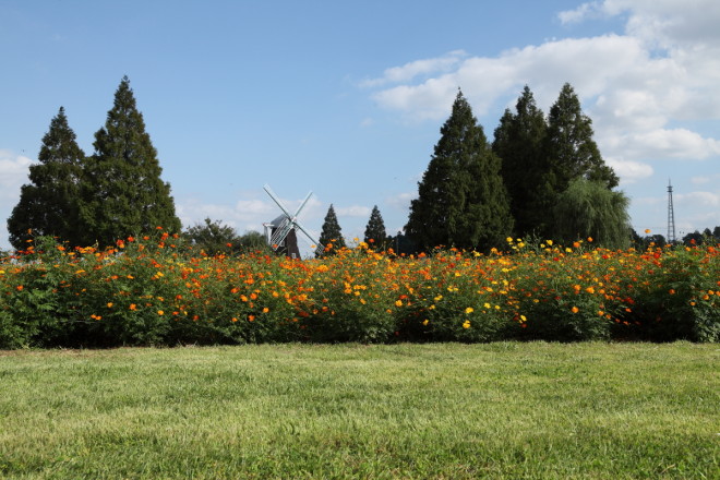 キバナコスモス